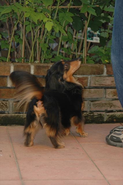 ルパン、お手伝い大好きだったね。