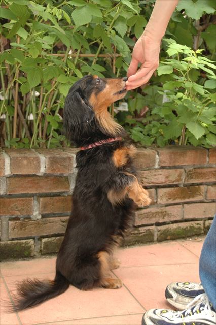 ラズベリー、あげる♪