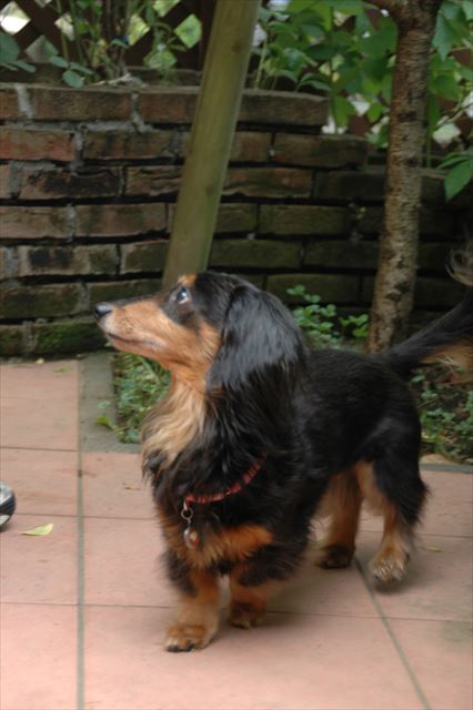 papaのこと見てるのね。大好きだもんね。