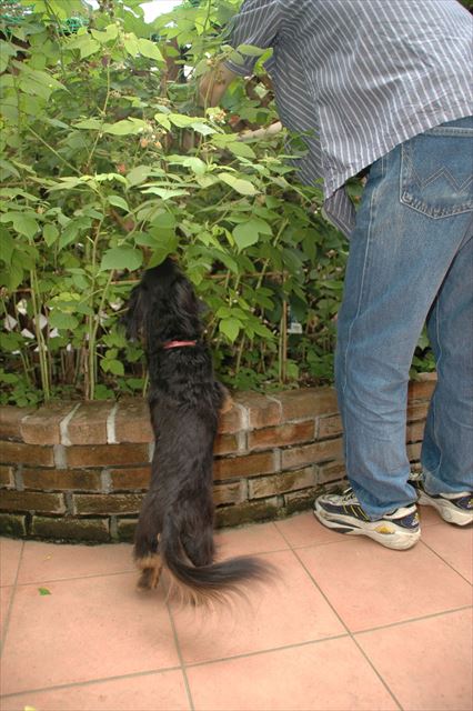 ボクにも、ボクにも、ボクにもちょうだい。（もちろんあげるよ！）