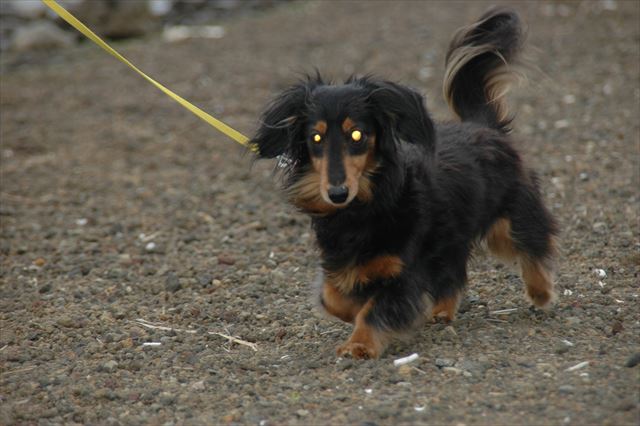 がんばれがんばれ・・！