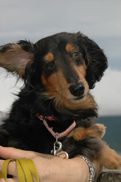 だっこされてるルパン。その前足がたまらない・・♪