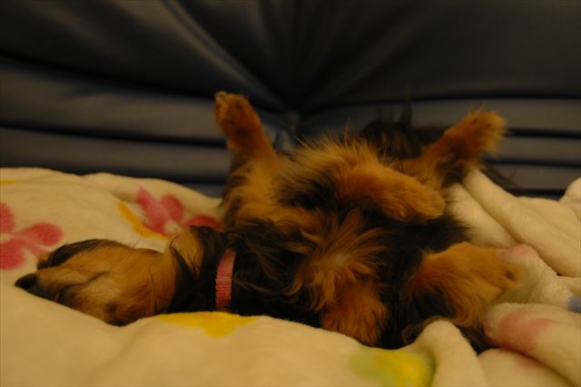 幸せな瞬間。私もルパンも