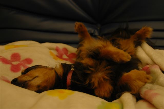 よく寝てる・・幸せだよ、ルパン。