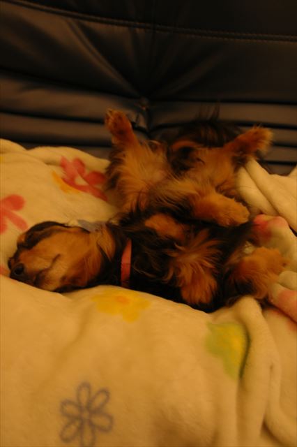 安心の寝顔・・