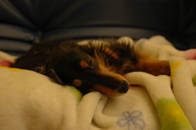 おやすみルパン・・夢の中でも楽しくね。