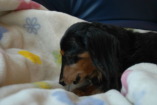 この毛布好きだったよね。ルパンが幸せそうに見えたよ。