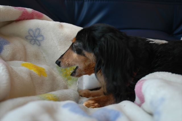 この毛布、好きだったよね。今でも大事にしてるよ。