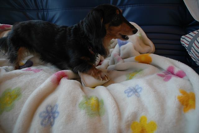 トイレットペーパーの芯におやつを入れて。上手に取り出せたかな？