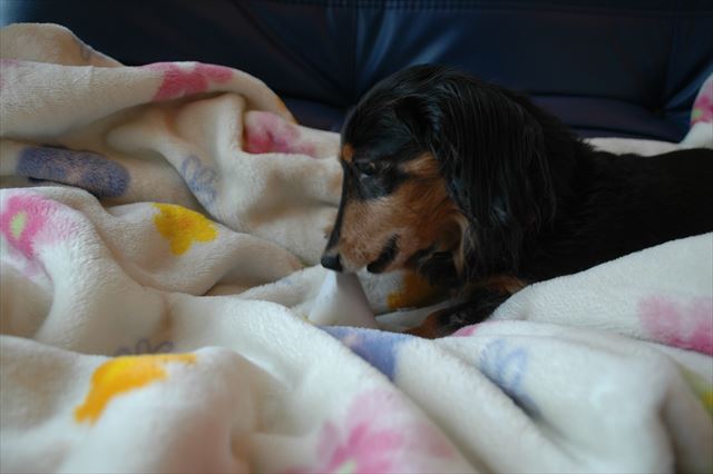 この毛布、好きだったね。今でも大事に私が使ってるよ。