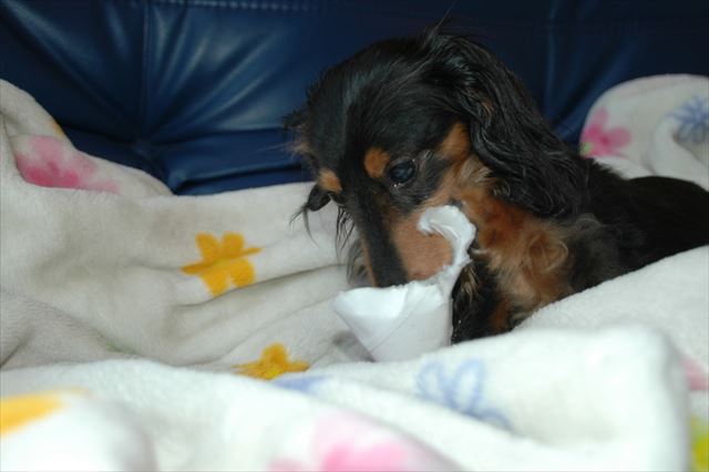 お気に入りの毛布の上で。上手に食べれた？