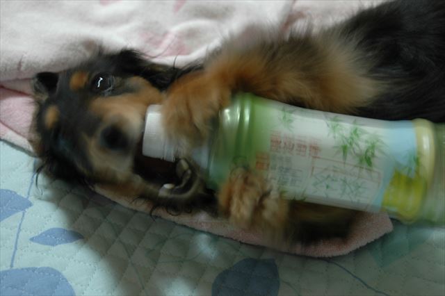 ごっきげん♪　夏の風物詩。