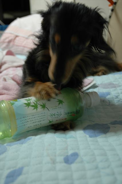 遊んでるの？一生懸命だね。