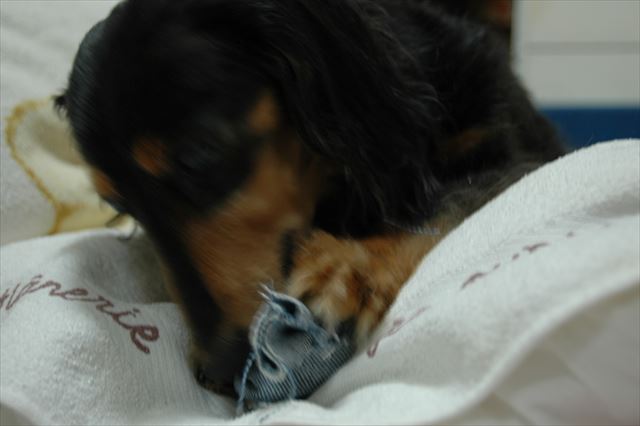 私の作ったおもちゃでたくさん遊んでくれてありがとね。