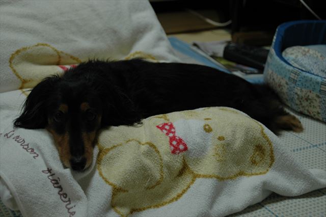 気になるの？ここにいるから安心しておやすみ。