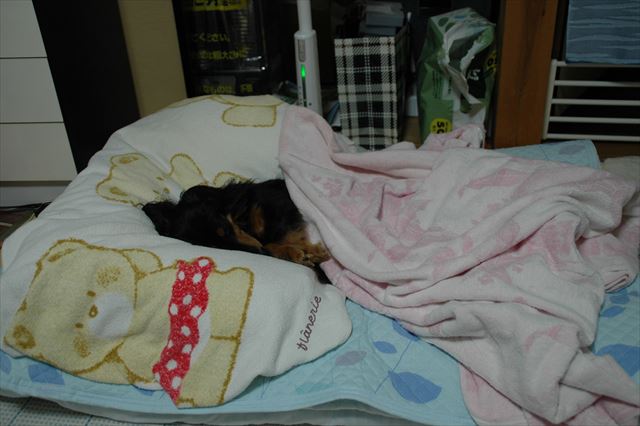 遊び疲れて。ゆっくりお休み。