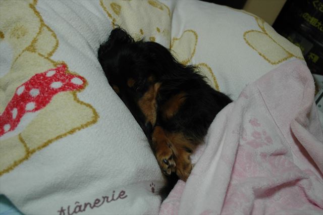 遊び疲れて。夢の中でも楽しくね・・