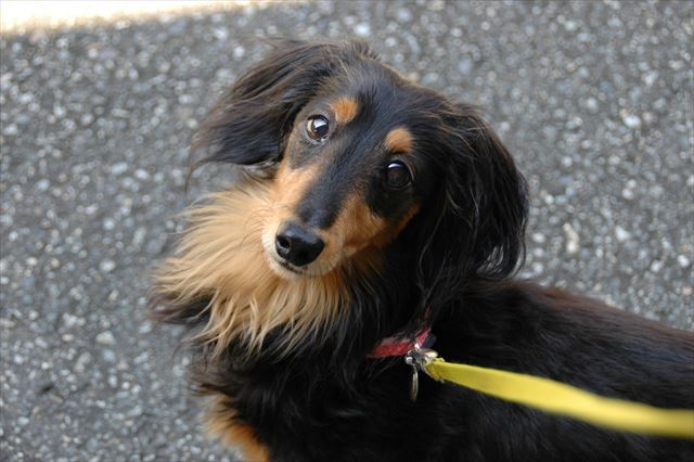 なーに？見てるよ。ルパンのこと、ちゃんと見てるよ。