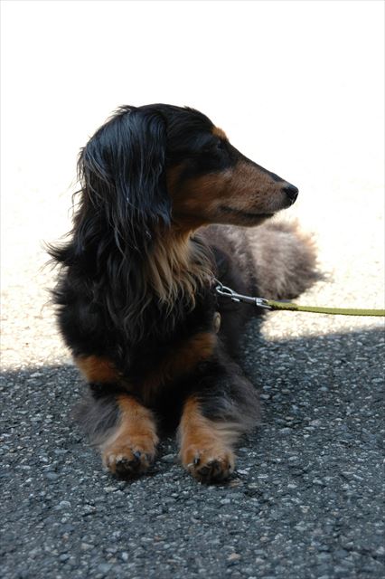 暑いね。お腹冷やしてるの？ちょっとひと休み。