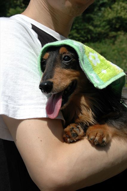 暑いね。ルパンは黒いからチンチンに熱くなっちゃうね。