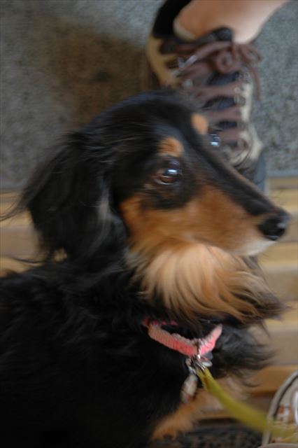 ルパン、大好きだよ。ルパンのいた夏が懐かしいよ。