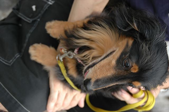 ルパン、会いたいよ、会いたいよ・・