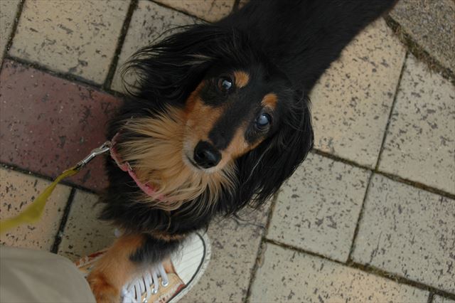 お外でも。トントン。ここに居てね。