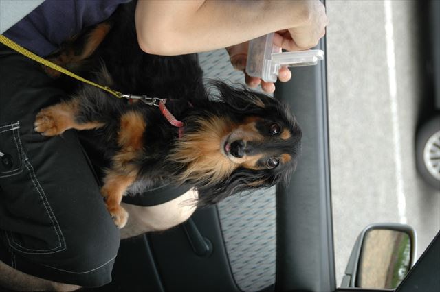 ルパンとドライブ。はい、ごほうびね♪