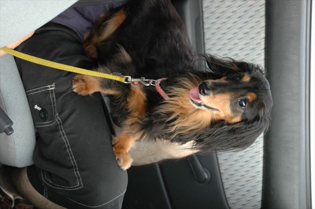 papaのひざの上。ルパンの表情が一層かわいくなる時。