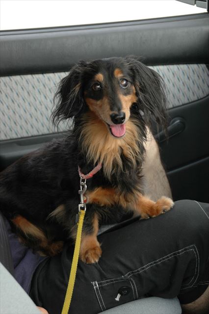 いつの間にかドライブ大好きな子になってたね。