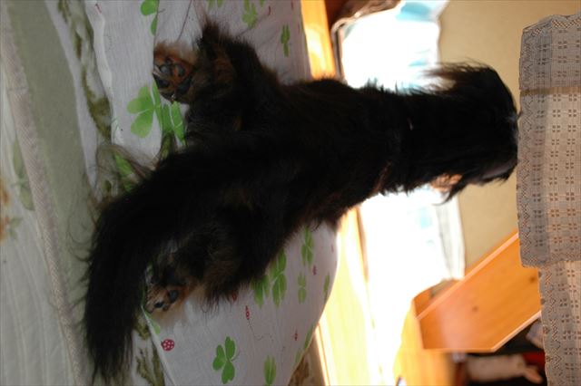 ルパンのいた夏。