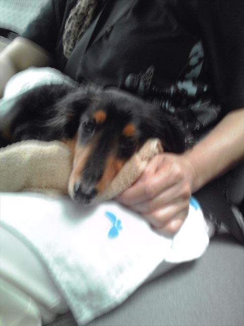 後部座席でうたたねのひと時。