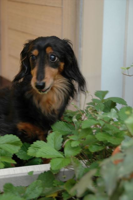 イマイチ？花のうちに食べちゃうから、イチゴにならないねぇ！