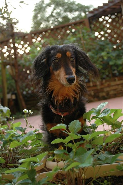 美味しいのいっぱい見つかった？・・え？全部食べちゃった？