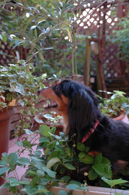 苺見つかった？美味しい？