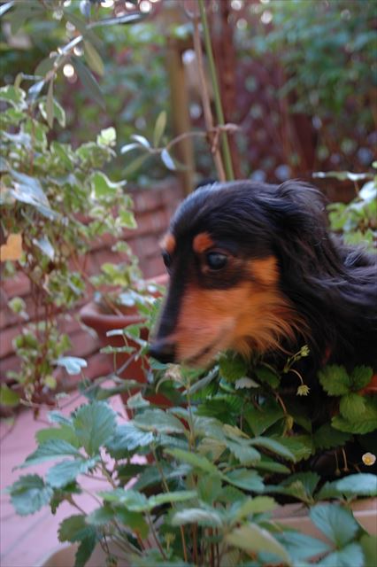 いちご、見つかった？