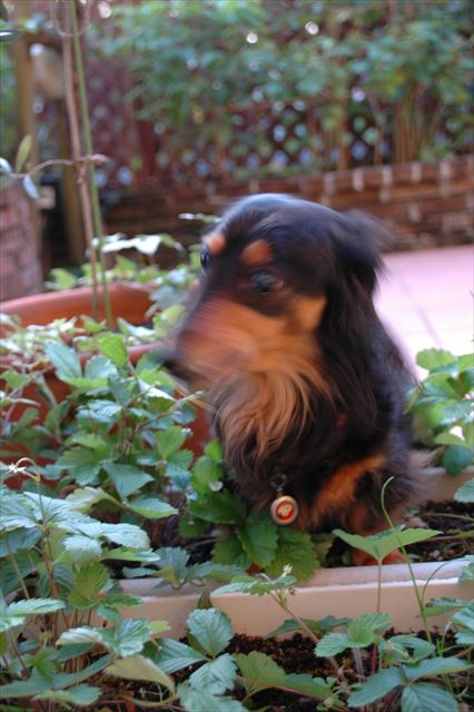 食べてるね・・！