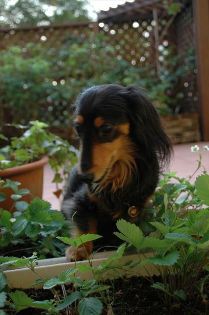 自然は最高のおもちゃ。日々形を変え犬を決して飽きさせない・・