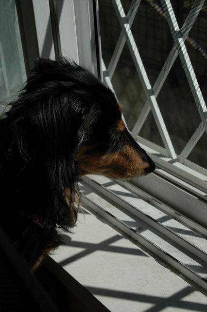 デスクの上で日向ぼっこ。イイコでいてくれてありがとね。