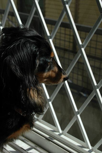 お外見ながら日向ぼっこ。ルパンも幸せ。私も幸せ。