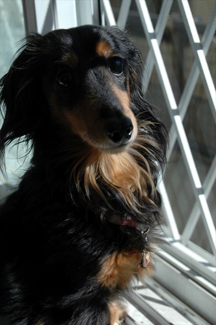 「警備は順調？」ボクがここを守る、とでも言いたげな得意顔。