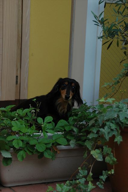 うふふ。美味しい？