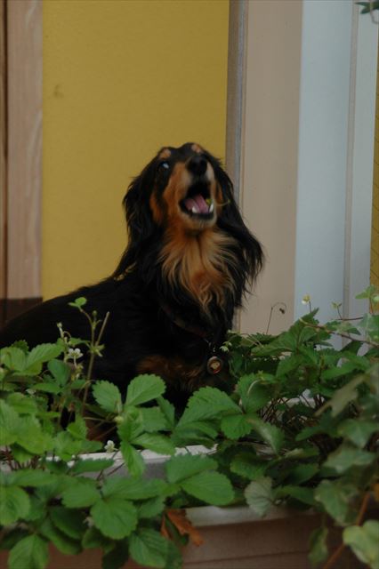 ルパンに喜んで欲しくて苺たくさん育てたよ。