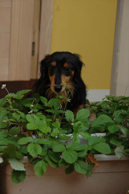 苺、自分で見つける楽しさを。ルパン、楽しかった？