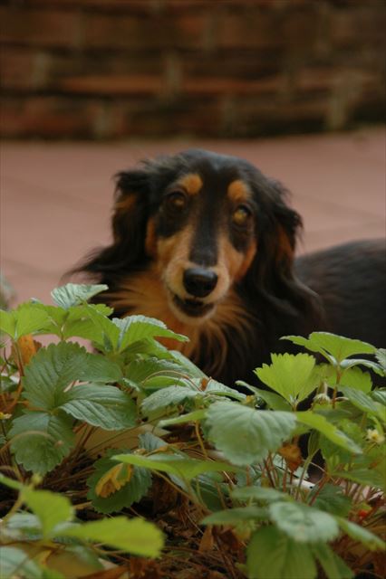 苺の育て方、ルパンに教わったんだよ。今でもルパンのために育ててるよ。