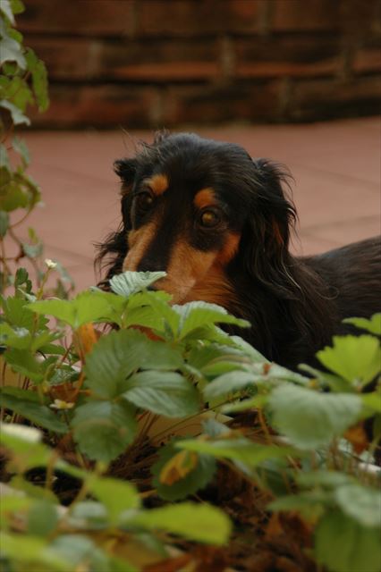 苺、見つけてごらん。全部ルパンの苺だよ。