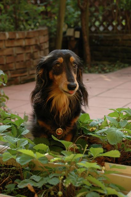 なんてかわいいんだろうな・・。大好きだよ、ルパン。