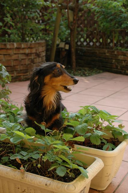 ルパンが喜んでくれるから苺たくさん育てたよ。