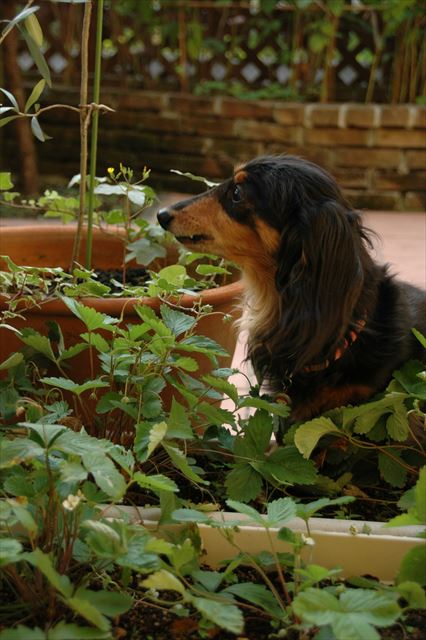 ルパンに毎日イチゴ狩りを楽しんで欲しくて、こんなにたくさん育てちゃったよ。