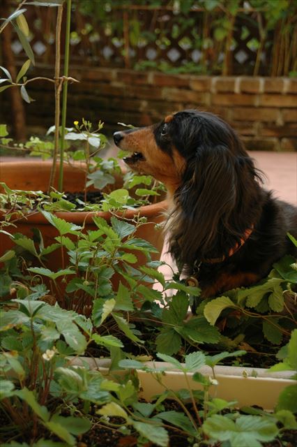 美味しい？うん、美味しいね！
